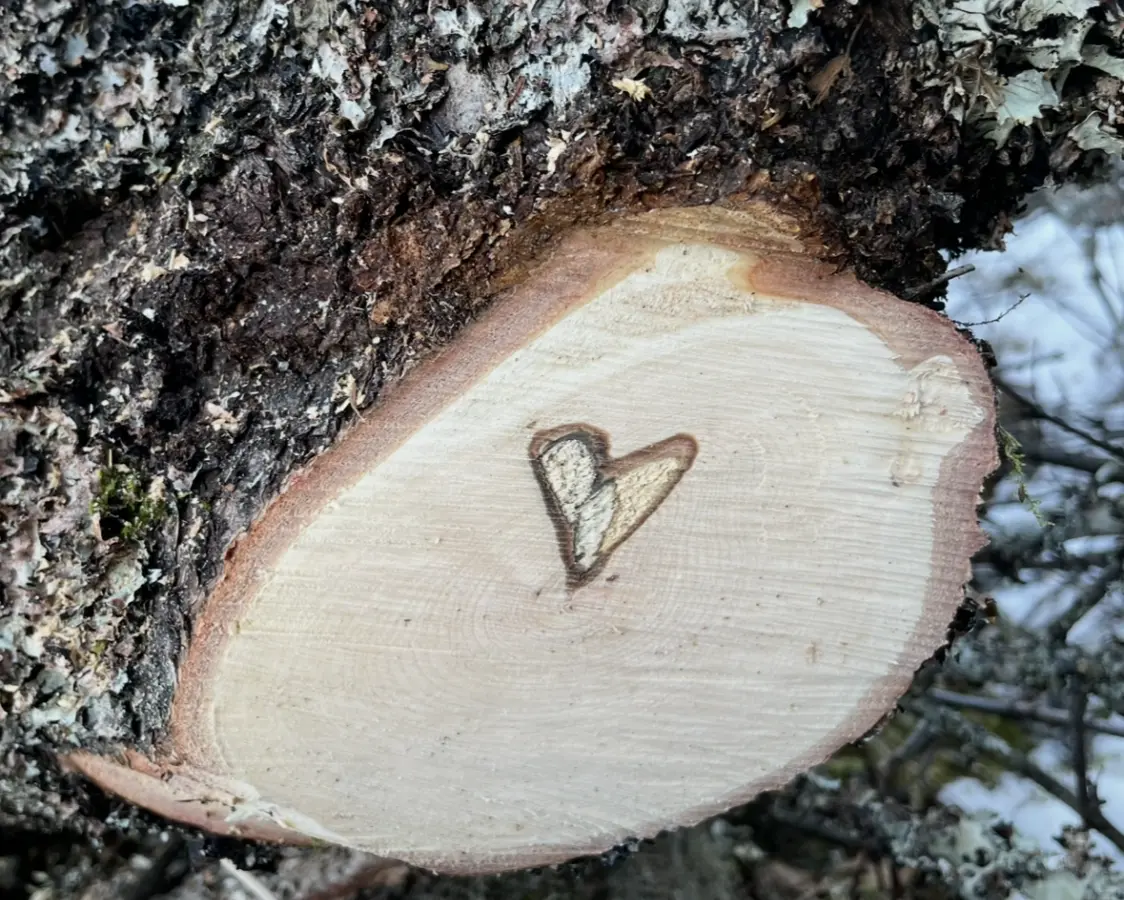 Årringer og hjerte - bilde tatt av Andre Indrearne